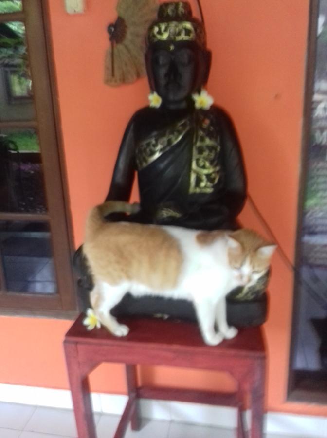 Shalana Homestay- Formerly Teka Teki House 세미냑 외부 사진