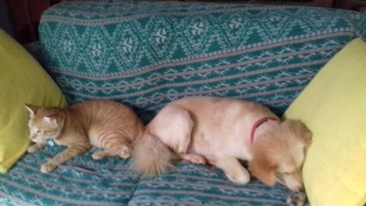 Shalana Homestay- Formerly Teka Teki House 세미냑 외부 사진